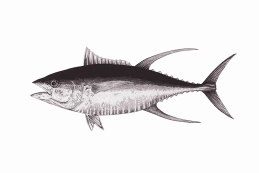 Yellow fin tuna Yellow fin tuna