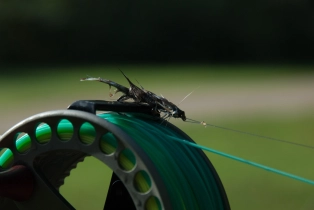 The Grey Frede The Grey Frede