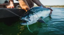 Video thumb for Saltwater Fly Fishing near Prince Rupert