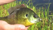 Video thumb for Farm Pond GIlls
