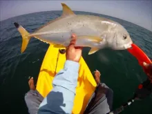 Video thumb for Kayak Fly Fishing for Black-tipped Trevs