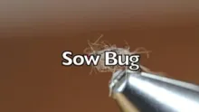 Video thumb for Sow Bug