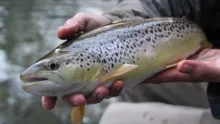 Video thumb for Itchen Trout 2013