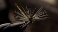 Video thumb for Damsel Fly