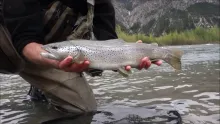 Video thumb for Spring Trout