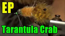 Video thumb for EP Tarantula Crab
