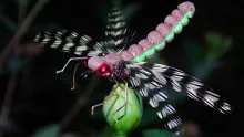 Video thumb for Adult dragonfly