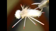 Video thumb for Turniffe Crab Fly
