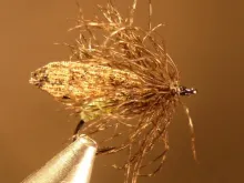 User submitted picture: Soft Hackle Caddis
