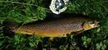 User submitted picture: Brown from River Anthon