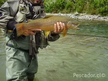 User submitted picture: A helthy brown trout, big...