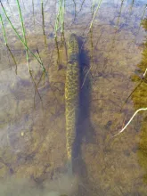 User submitted picture: LAPPLAND 2011 By www.guid...