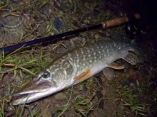 User submitted picture: Pike