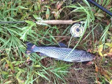 User submitted picture: Brownish Seatrout caught ...