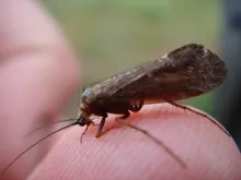 User submitted picture: Caddis .. sorry Sedge Fly...
