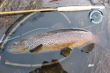 User submitted picture: 55cm brown trout with Feb...