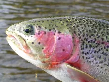 User submitted picture: Rainbow Head