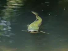 User submitted picture: On the nose