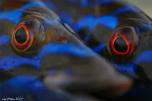 User submitted picture:  red eyes