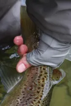 User submitted picture: A trout in the hand