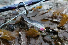 User submitted picture: Chasing seatrout in snowy...