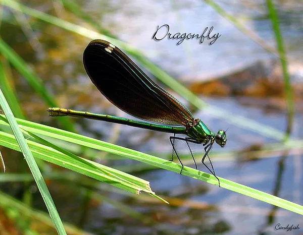 User submitted picture: Dragonfly