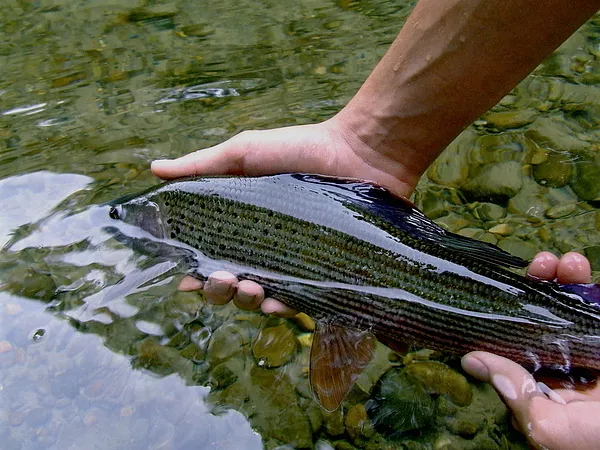 User submitted picture: grayling 