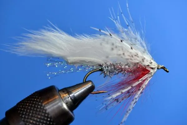 User submitted picture: Silver leech