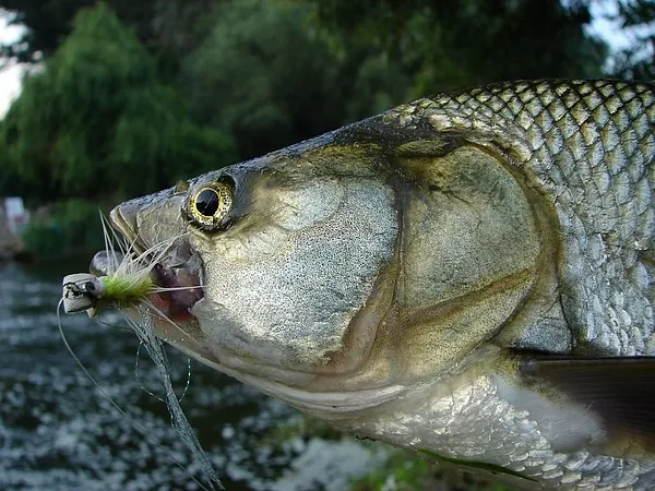 User submitted picture: Asp vs Gurgler