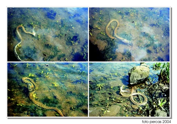 User submitted picture: A snake grave attack on t...