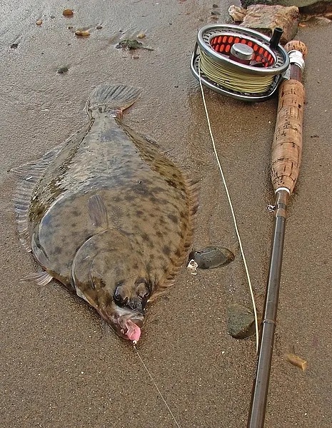 User submitted picture: This flounder was taken i...
